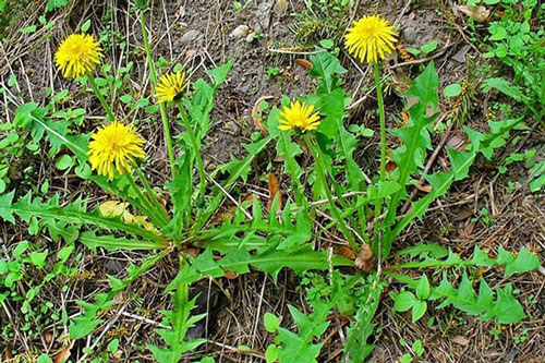 Cây bồ công anh và những điều có thể bạn chưa biết