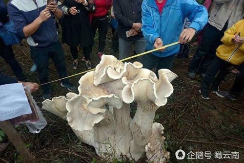 Choáng với nấm khổng lồ nặng nhất thế giới