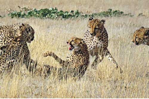 Báo cái bị đàn báo đực "đánh hội đồng": Cái kết thảm