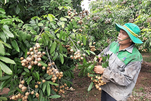 EVFTA và lực đẩy buộc nông sản, doanh nghiệp Việt phải tự “nâng cấp”