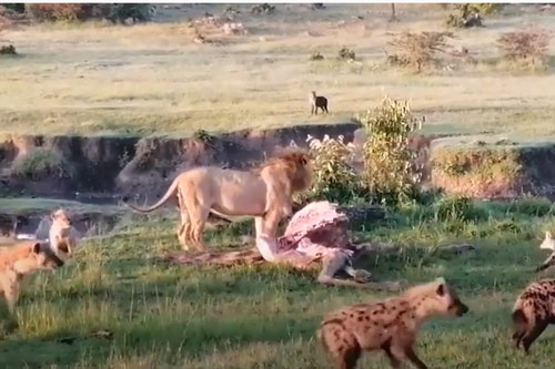 CLIP: Đàn linh cẩu vội vàng bỏ chạy khi bị sư tử đực cướp mồi