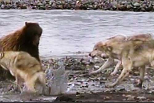 Gấu xám tử chiến với 4 chó sói: Kết cục 'té ngửa'