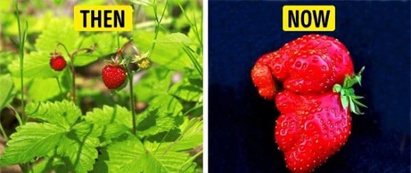 Bất ngờ hình dáng của “tổ tiên” các loại rau củ quả mà chúng ta vẫn ăn thường ngày - 3
