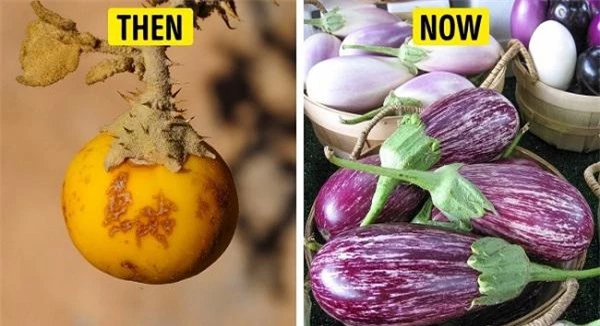 Bất ngờ hình dáng của “tổ tiên” các loại rau củ quả mà chúng ta vẫn ăn thường ngày - 5