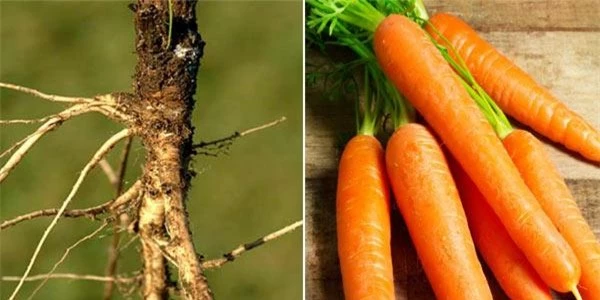 Bất ngờ hình dáng của “tổ tiên” các loại rau củ quả mà chúng ta vẫn ăn thường ngày - 6