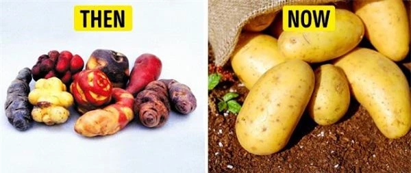 Bất ngờ hình dáng của “tổ tiên” các loại rau củ quả mà chúng ta vẫn ăn thường ngày - 8