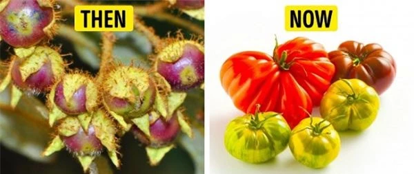 Bất ngờ hình dáng của “tổ tiên” các loại rau củ quả mà chúng ta vẫn ăn thường ngày - 9