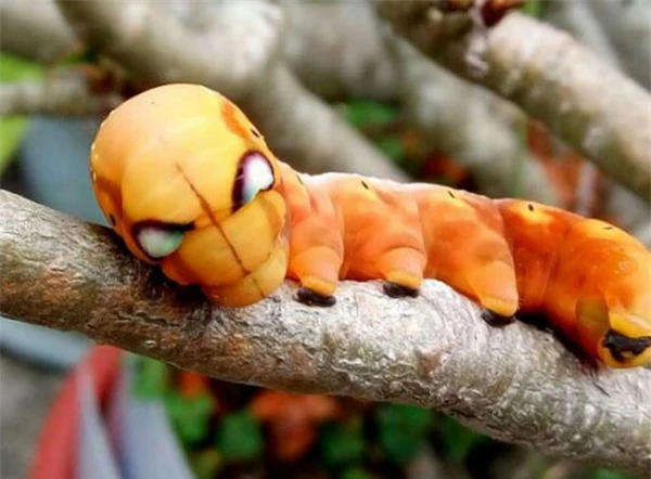 Ngỡ ngàng trước loài sâu bướm "hóa trang" giống hệt siêu anh hùng - 1