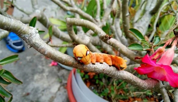 Ngỡ ngàng trước loài sâu bướm "hóa trang" giống hệt siêu anh hùng - 2