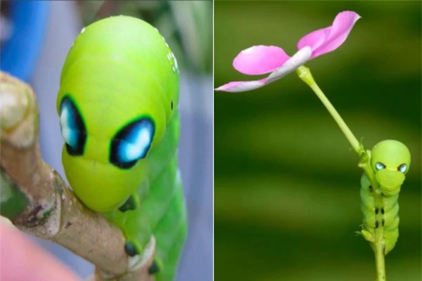 Ngỡ ngàng trước loài sâu bướm "hóa trang" giống hệt siêu anh hùng - 4