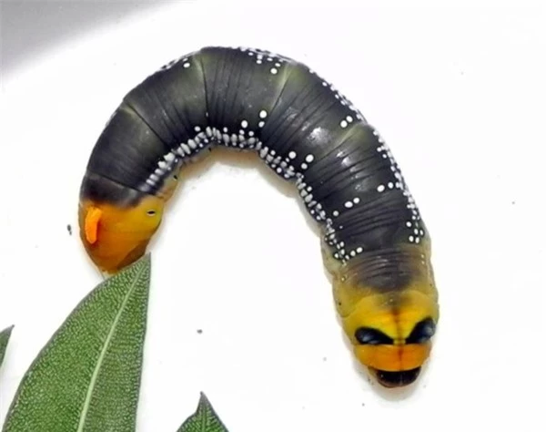 Ngỡ ngàng trước loài sâu bướm "hóa trang" giống hệt siêu anh hùng - 5
