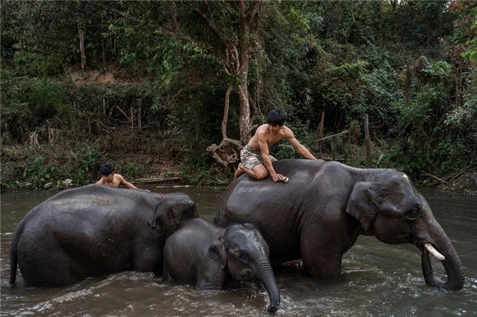 dong vat chiu anh huong cua dai dich anh 2