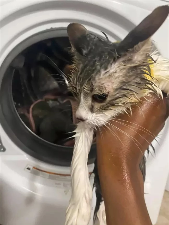 Phút lơ đễnh khiến mèo con bị quay suýt chết trong máy giặt, cảnh báo người nuôi thú cưng phải đặc biệt chú ý điều này - Ảnh 1.