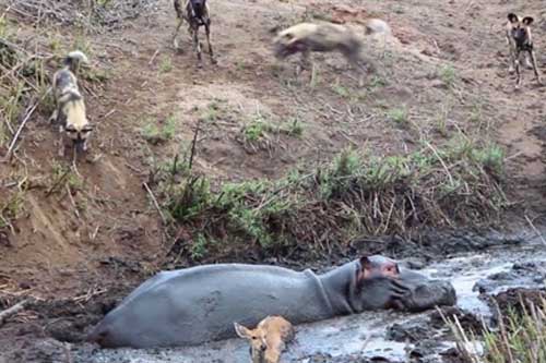 Hà mã "nổi điên" đuổi chó hoang, đoạt mạng linh dương