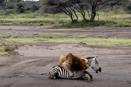 CLIP: Sư tử đực đoạt mạng ngựa vằn trong "chớp mắt"