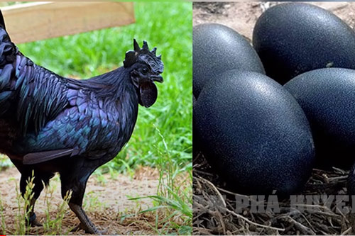 CLIP: 10 loại trứng gia cầm "độc - lạ" nhất thế giới, bạn nên thử 1 lần trong đời