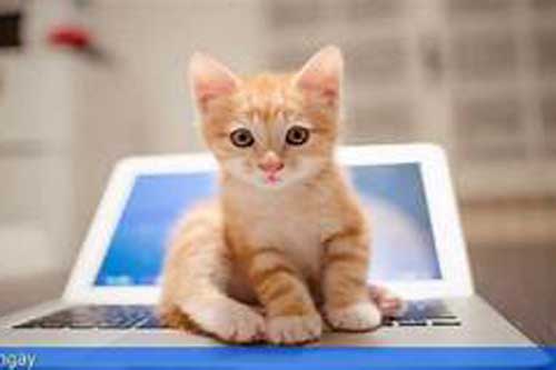 Đầu tháng 9: Những con giáp được quý Nhân giúp đỡ, làm gì cũng dễ thành công "hái" ra tiền