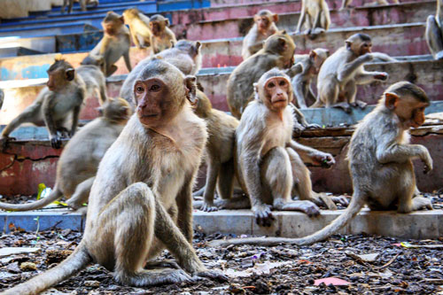 Nhiều động vật có thể chết đói vì Covid-19