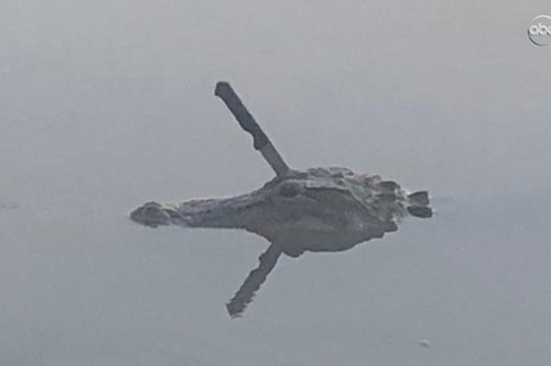 Cá sấu bơi lội trong nước với dao găm cắm chặt trên đầu