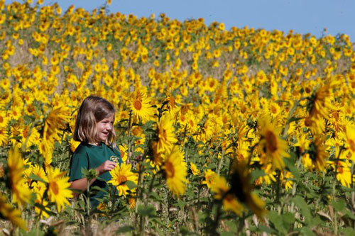 Choáng ngợp trước những cánh đồng hoa hướng dương trên khắp thế giới