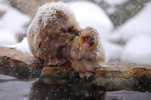 Kỳ lạ những chú khỉ "mặt đỏ" ngâm mình trong nước để... tránh rét