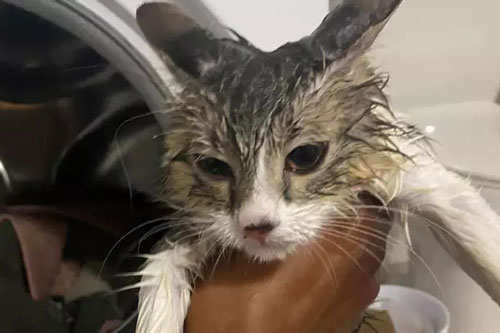 Phút lơ đễnh của chủ khiến mèo con bị quay suýt chết trong máy giặt