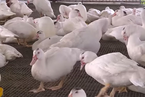 Hải Phòng: 'Đổi đời' nhờ mô hình nuôi ngan chuồng sàn