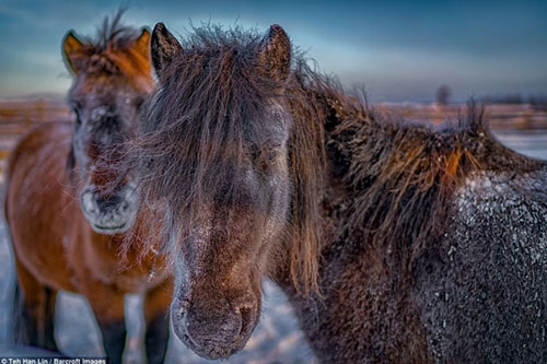 Ngắm 'siêu ngựa' cực hiếm tại vùng đất băng giá Siberia