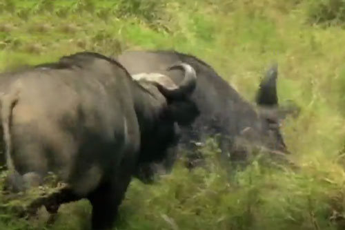 Đồng loại bị sư tử sát hại, đàn trâu rừng kéo nhau đi ‘trả thù’ và cái kết khiến ai cũng bất ngờ