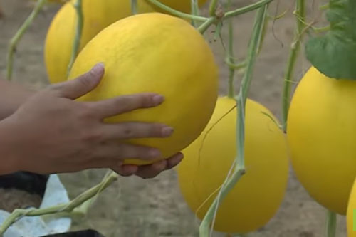 Thanh Hóa: 'Hốt bạc' nhờ mô hình trồng dưa kim hoàng hậu công nghệ cao