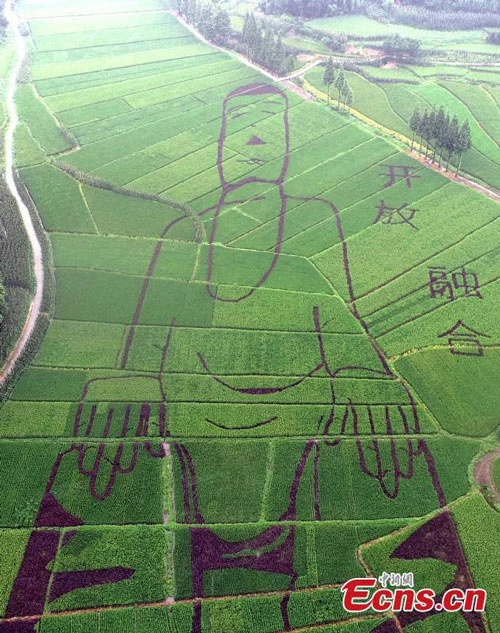 Bức tượng Phật dài 100m được người nông dân “vẽ” trên ruộng bậc thang