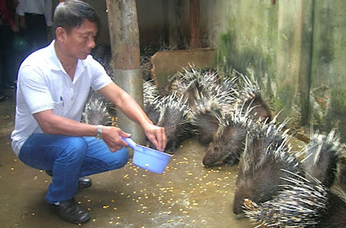 Người dân huyện đảo Phú Quý học nghề nông... để làm giàu