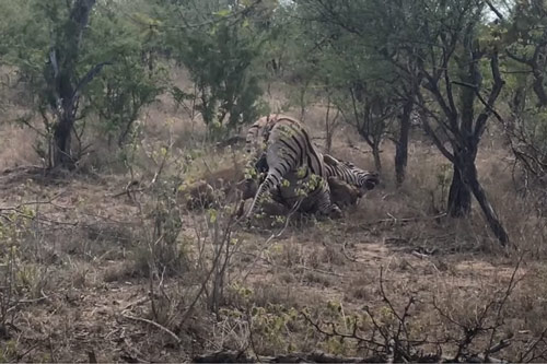 CLIP: Ngựa vằn bỏ mạng dưới hàm răng sắc nhọn của 2  con sư tử cái 