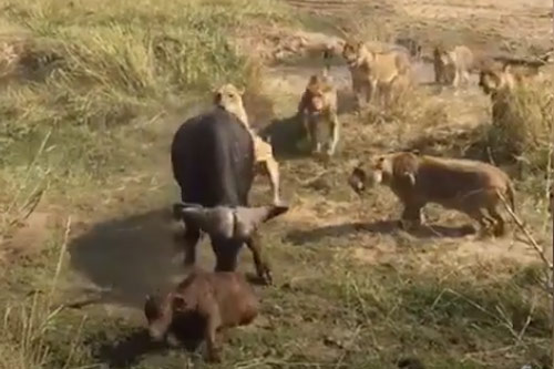 CLIP: Lao vào giải cứu đồng loại, trâu đực "vô tình" giúp đỡ đàn sư tử