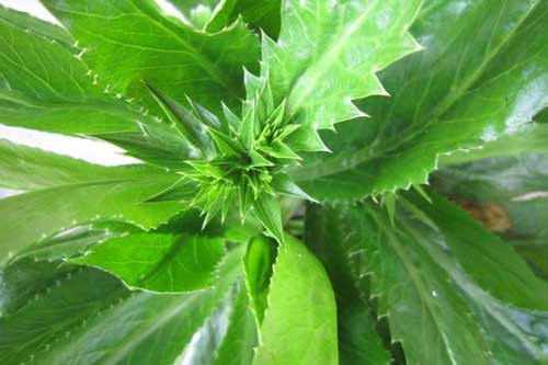 Công dụng chữa bệnh sỏi thận của cây mùi tàu