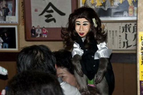 Cận cảnh nhà hàng thú vị, toàn khỉ làm nhân viên phục vụ