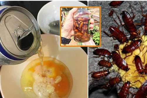 Đặt 1 lon bia theo cách này, bao nhiêu gián trong nhà đều bị diệt tận gốc, 'một đi không trở lại'