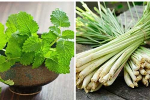 Đặt cây này vào nhà vệ sinh giúp đuổi muỗi, hương thơm ngát tốt cho sức khỏe