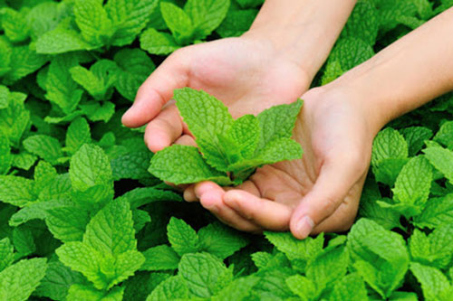 Miệng hôi đến mấy chỉ cần thường xuyên ăn 3 loại gia vị này là hết