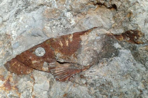 Phát hiện hóa thạch loài cá cổ đại chưa từng thấy ở Campuchia