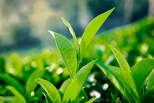 Top 10 thực phẩm ngăn ngừa ung thư cổ tử cung cực tốt, chị em chớ bỏ qua