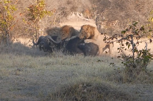 CLIP: Trâu rừng chết thảm dưới nanh vuốt của 3 con sư tử đực