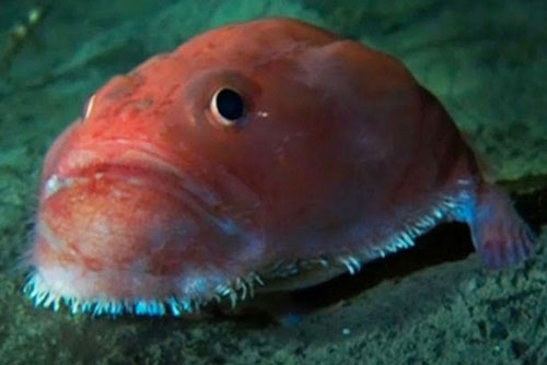 Thích thú trước hình ảnh cá đi bộ bằng vây ở biển sâu 3,1 km