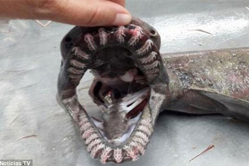 Bắt được cá mập thân rắn thời tiền sử của 80 triệu năm trước, có đến 300 răng