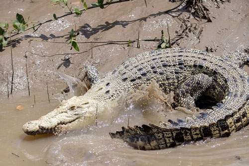 Chiêm ngưỡng cá thể cá sấu trắng cực hiếm tại Úc