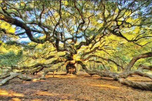 Cây sồi 450 tuổi phủ rộng 1.600m2, đẹp như bức tranh thủy mặc