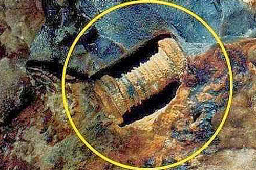 Đinh ốc 300 triệu năm tuổi hay sinh vật biển hóa thạch