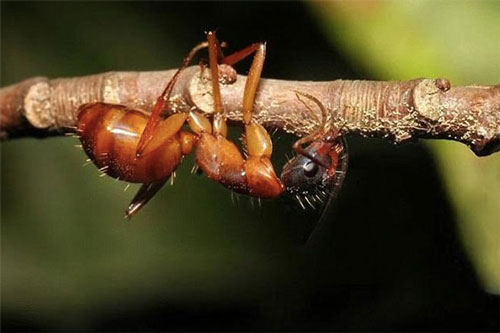 Kinh hãi loài nấm ma quỷ có ký sinh trùng thường gây viêm cho côn trùng