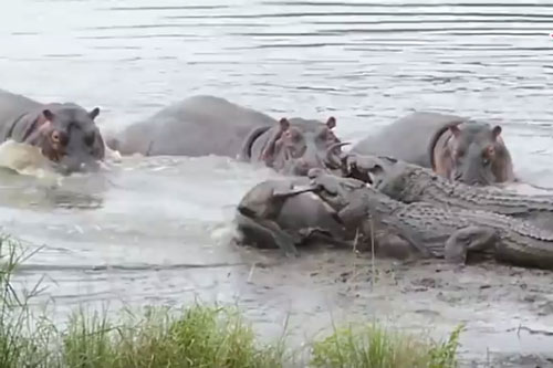 Hà mã bất ngờ 'nổi máu anh hùng', giải cứu linh dương đầu bò khỏi hàm cá sấu 