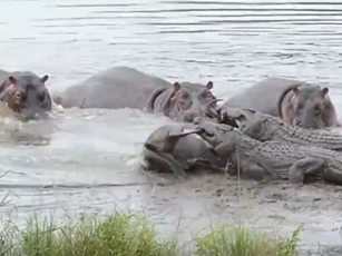 Hà mã bất ngờ 'nổi máu anh hùng', giải cứu linh dương đầu bò khỏi hàm cá sấu